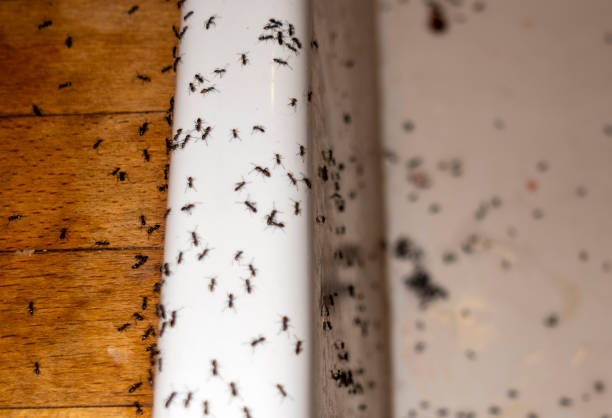 Pest Prevention Services in Miramar Beach, FL