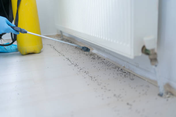 Wasp Removal Services in Miramar Beach, FL